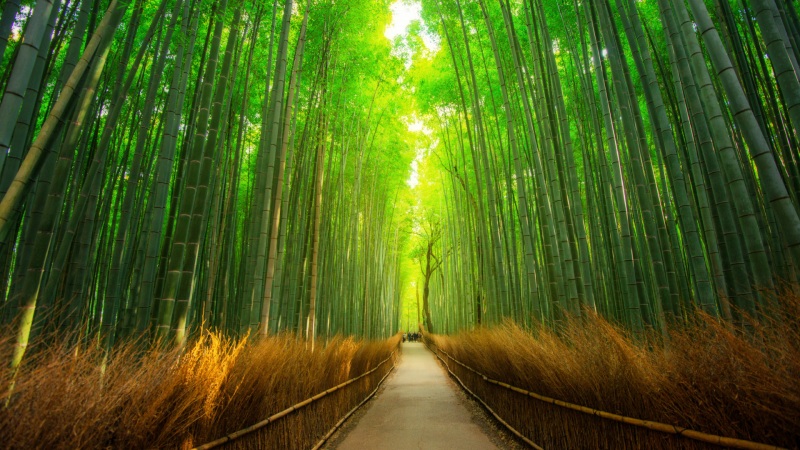 微软主题win10 美丽竹林风景高清壁纸