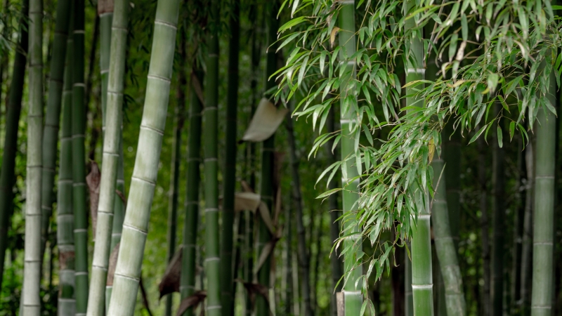 护眼绿色竹林竹子竹叶风景高清壁纸