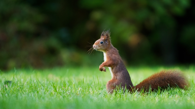 小松鼠 可爱 动物 森林 绿色草地 桌面 壁纸