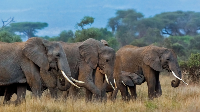 非洲象群 大象 电脑壁纸