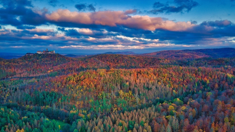 秋天 红叶 森林 风景 电脑 壁纸