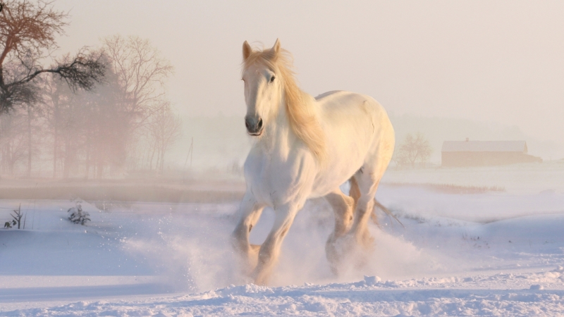 白马 冬天 雪 仙境 动物 马 电脑 壁纸