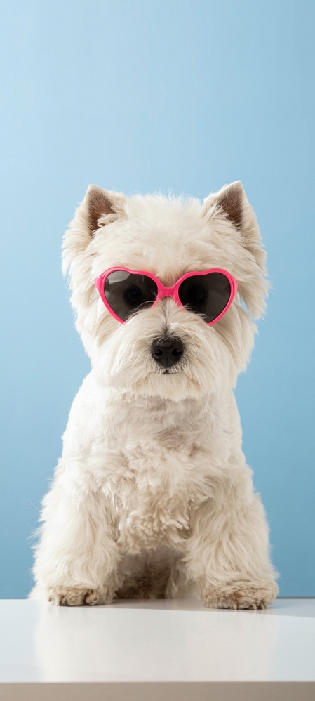 酷狗 眼镜 全屏 动物 手机 壁纸 图片