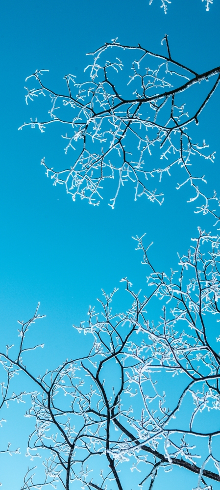 冬天风景 小雪 天空 树枝 雪 手机 壁纸 图片