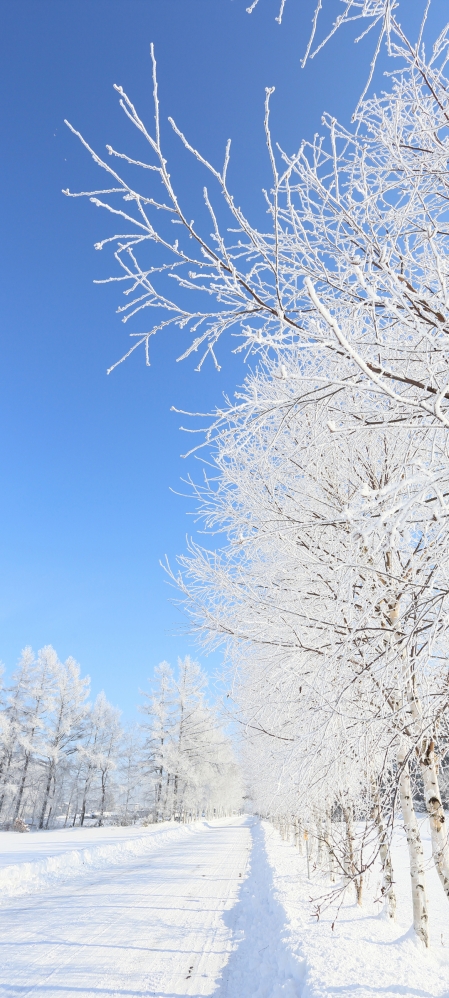 冬日雪景 树 路 风景 手机 图片 壁纸
