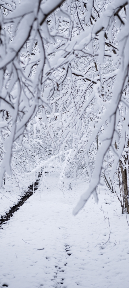 森林里的大雪 雪景 手机 壁纸