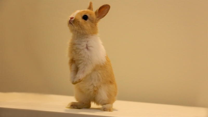 小兔子 站立 兔子 电脑 壁纸