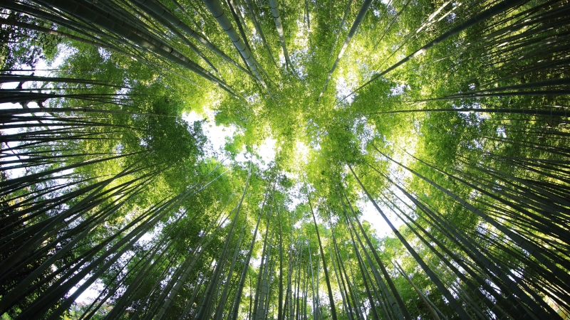 竹子 竹林 天空 竹海 风景 电脑 壁纸