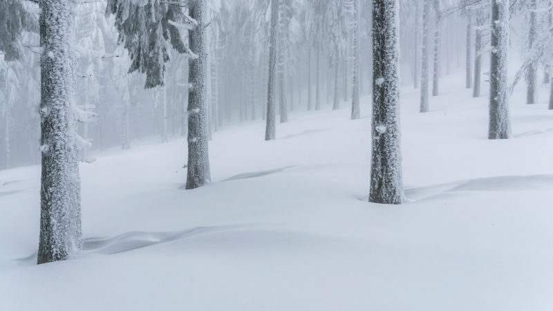 冬季 大雪 山 树林 厚厚的雪 风景 高清 壁纸