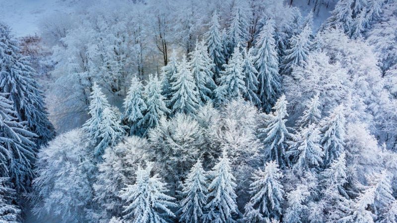 冬季雪景 树林 俯瞰 高清风景壁纸