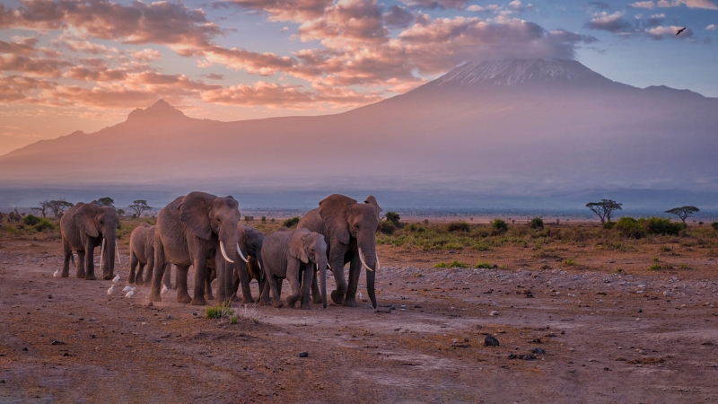 大象 大象群 动物 高清 壁纸