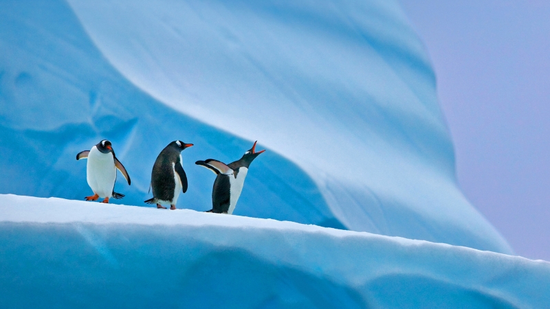 南极洲 三只可爱企鹅 壁纸