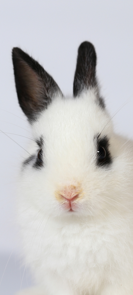白色兔子 黑色耳朵 手机壁纸
