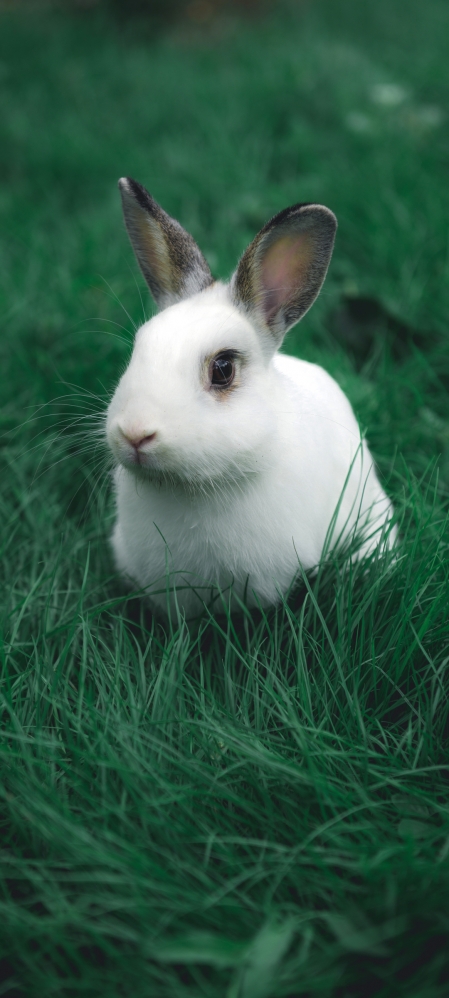 可爱小白兔子手机壁纸图片