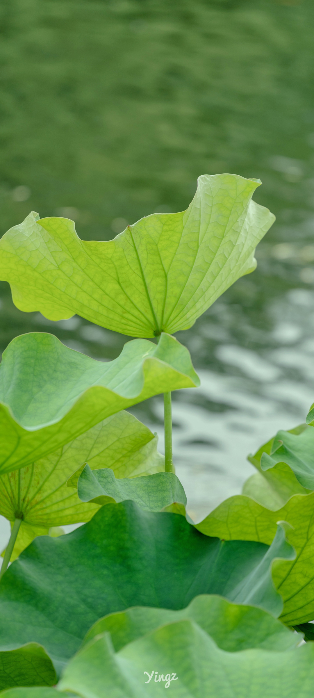 绿色，荷叶，水滴，2020，自然，植物，高清，照片预览 | 10wallpaper.com