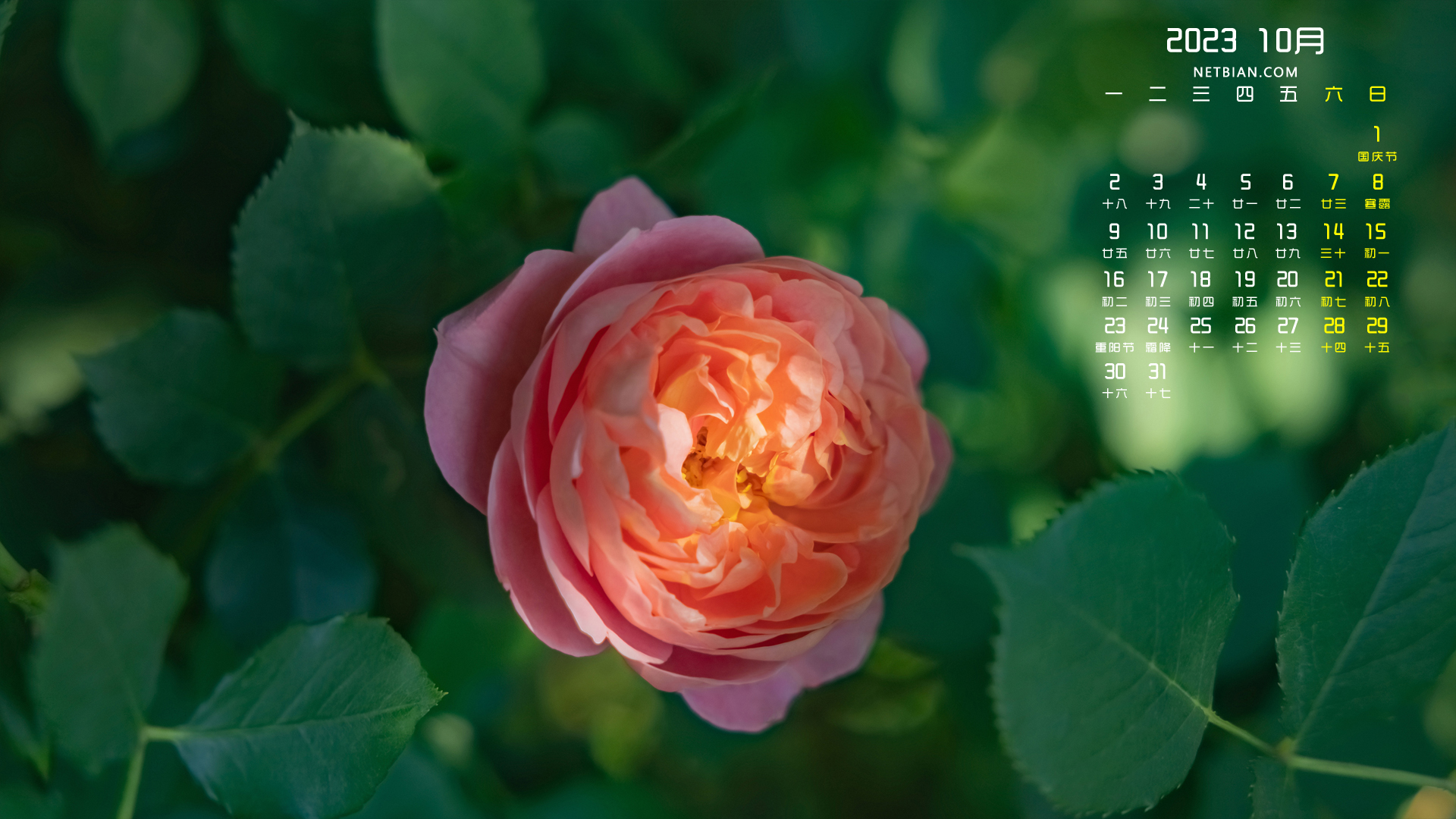 玫瑰花2023年10月护眼日历桌面背景图片