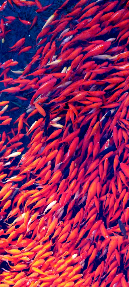 红色的鱼 锦鲤 手机背景图壁纸