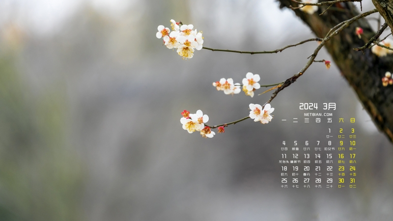 春天花朵2024年3月风景桌面日历壁纸