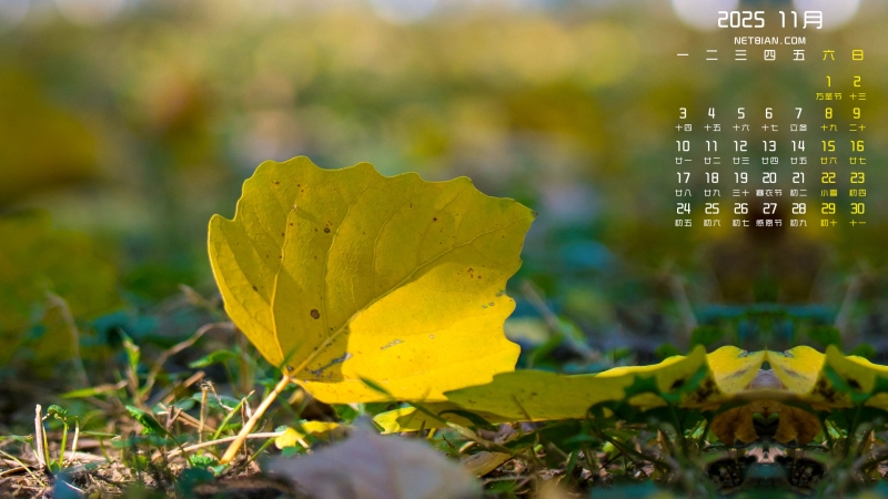 秋天落叶风景2025年11月日历桌面壁纸