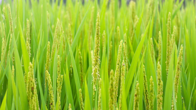 稻谷水稻风景桌面壁纸