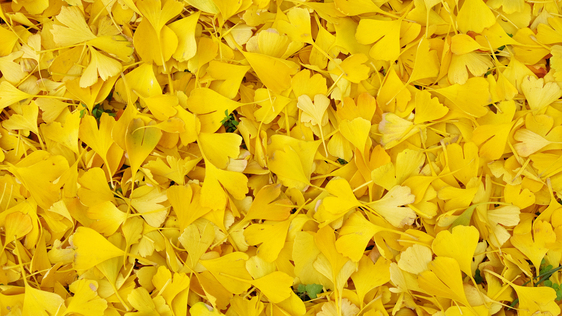 ����Ҷ���汳��ͼƬ