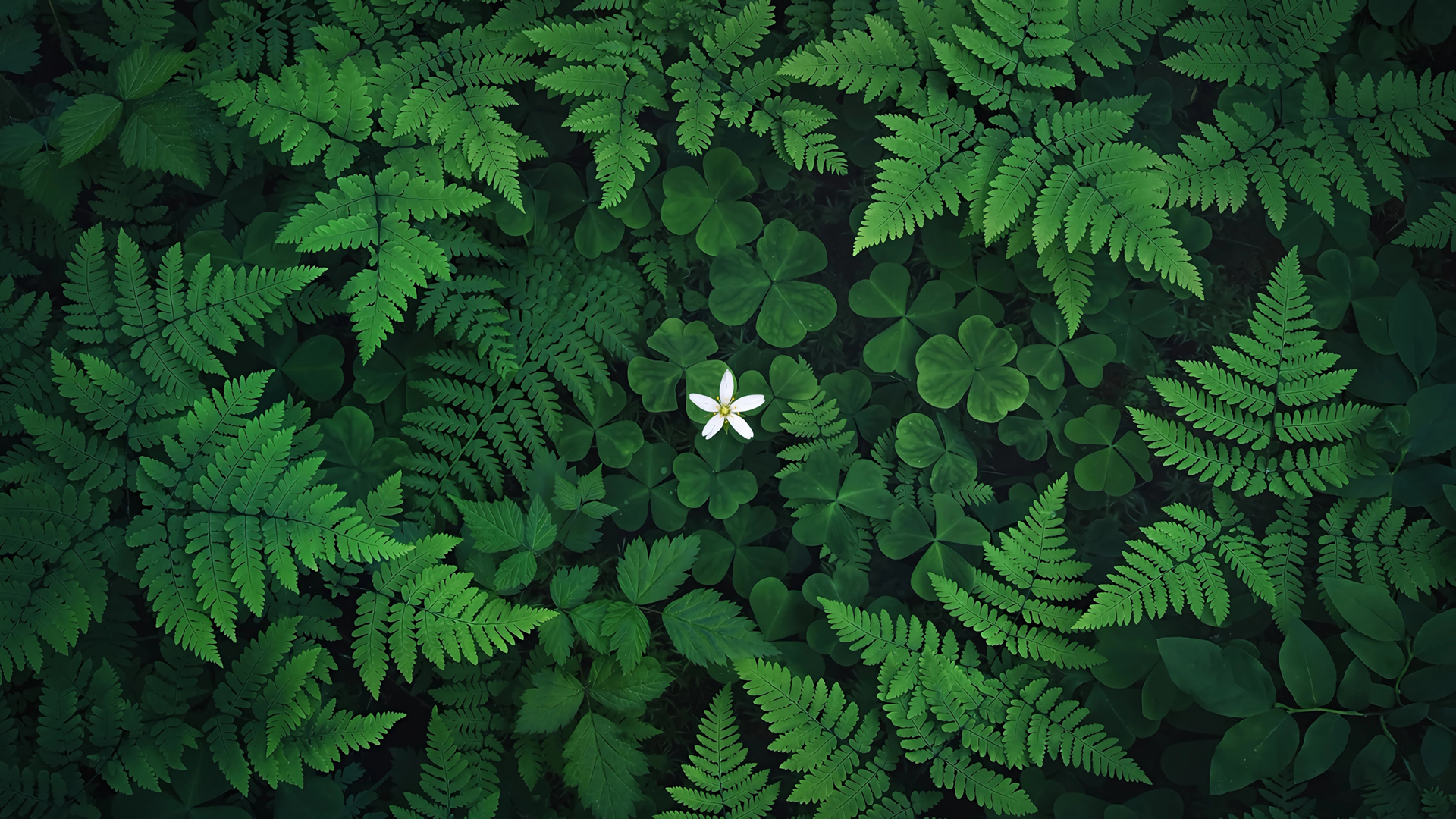 ��Ҷ�� С�׻� ާ��ֲ�� ���۵��Ա�ֽ