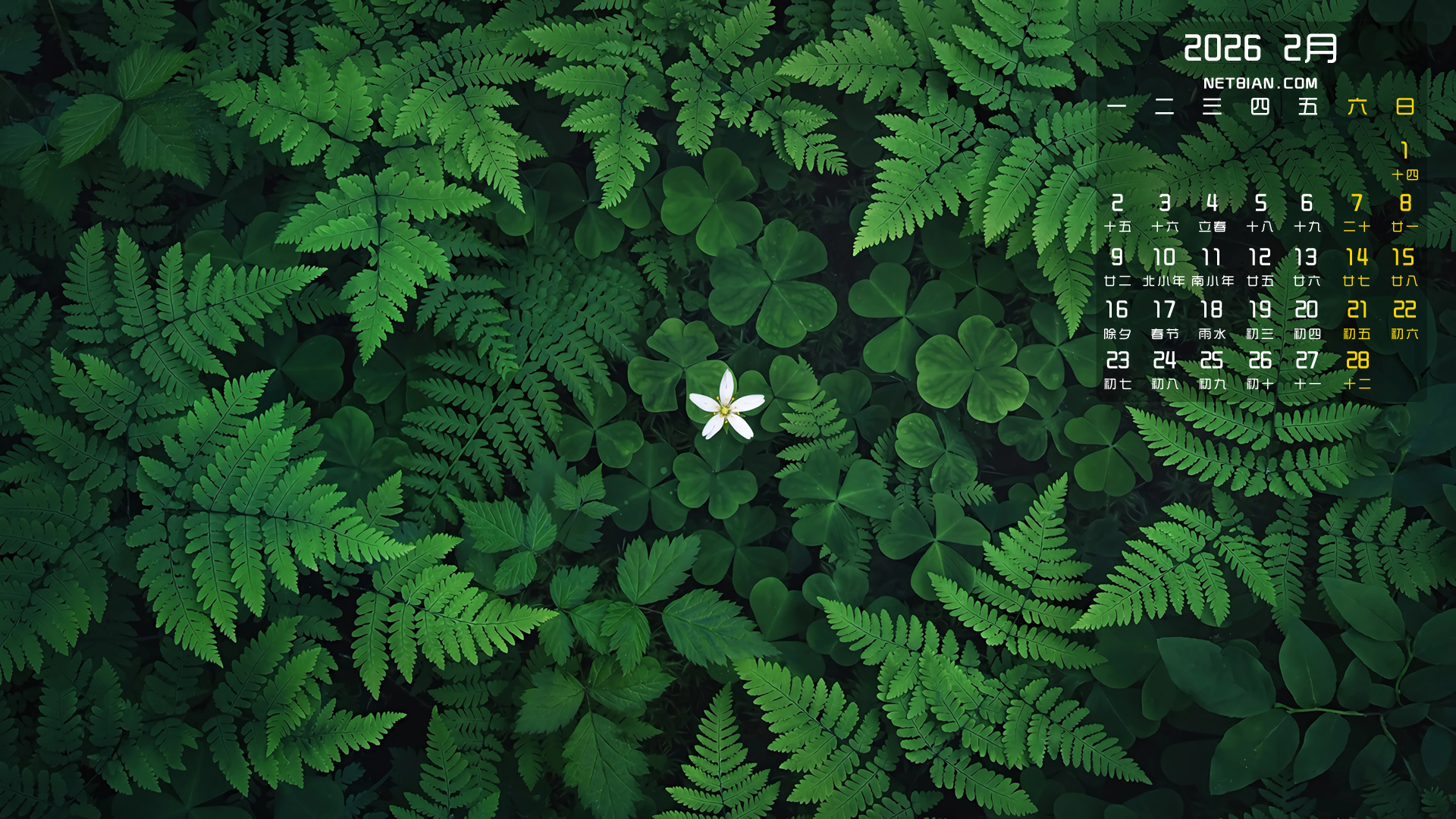 ��Ҷ�� С�׻� ާ��ֲ�� ����2026��2���������������ֽ