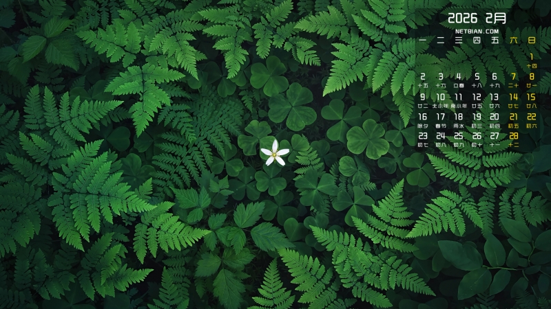 ��Ҷ�� С�׻� ާ��ֲ�� ����2026��2���������������ֽ