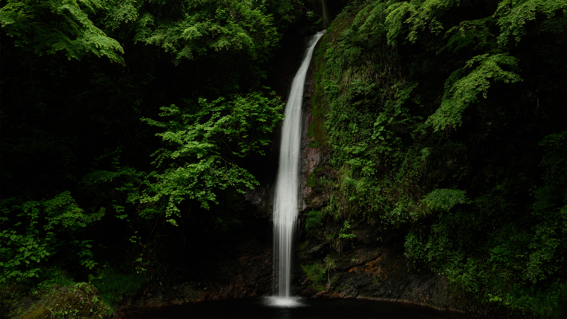 ɭ�� СϪ �ٲ� ��ɫ��Ҷ ���� ��Ȼ�羰���Ա�ֽ