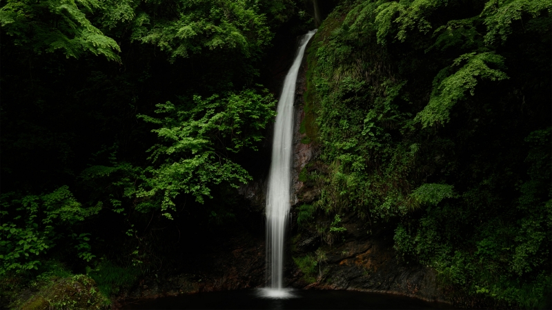 ɭ�� СϪ �ٲ� ��ɫ��Ҷ ���� ��Ȼ�羰���Ա�ֽ