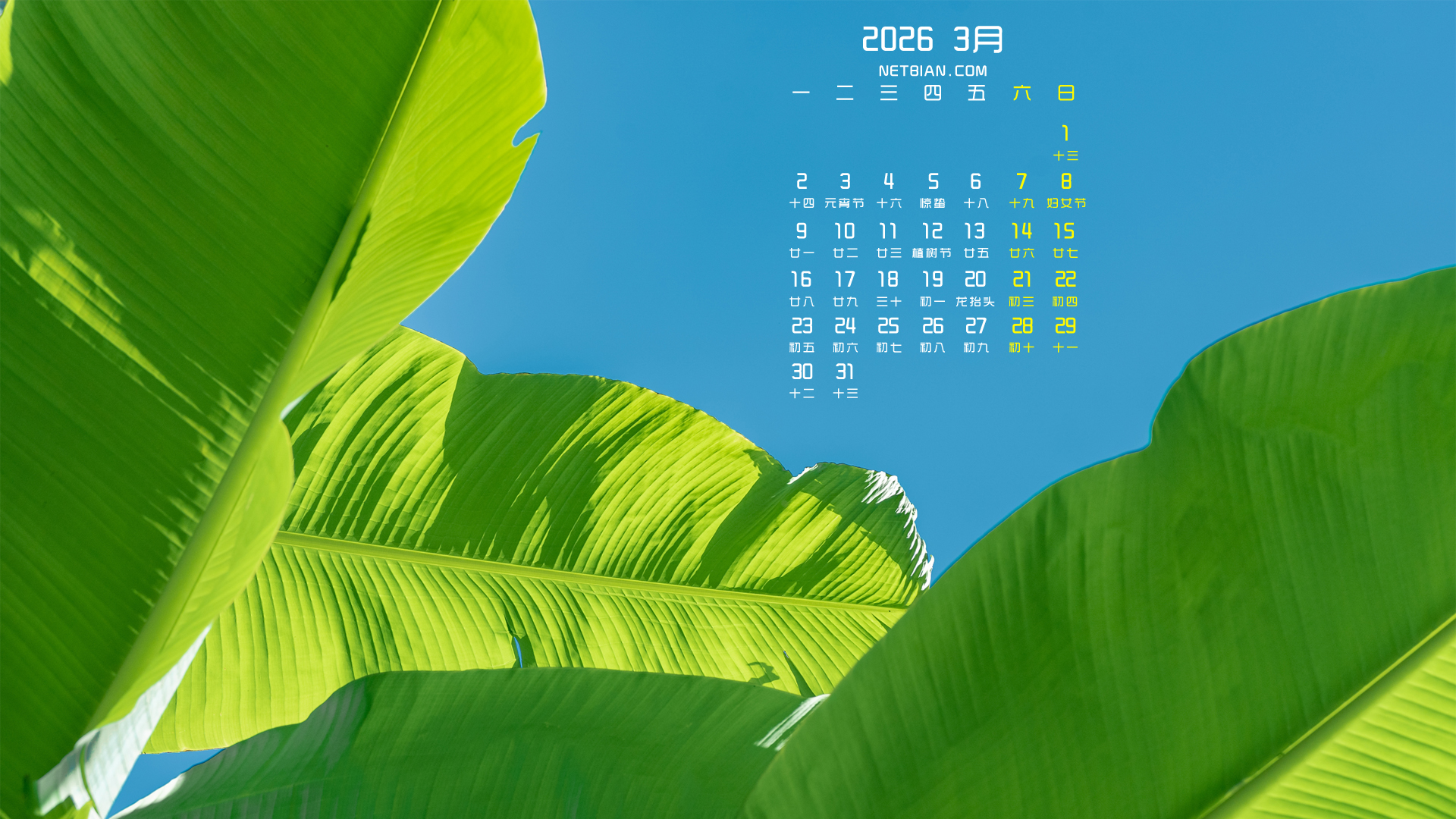 �Ž�Ҷ2026��3�·����������ֽ���廤��