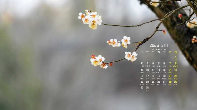 ���컨��2026��3�������羰�����ֽ����