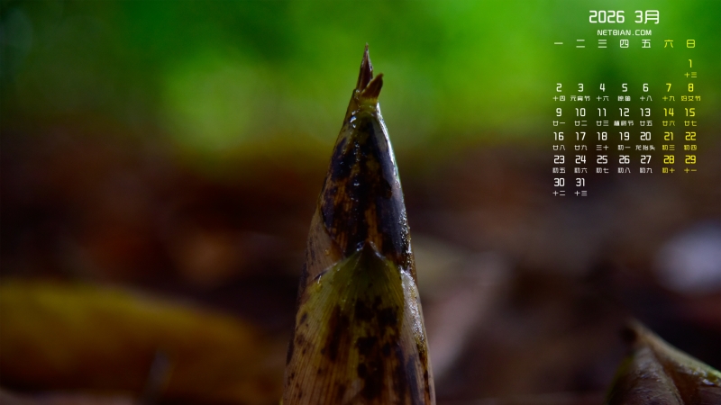 ����2026��3�µ�������������ֽ����