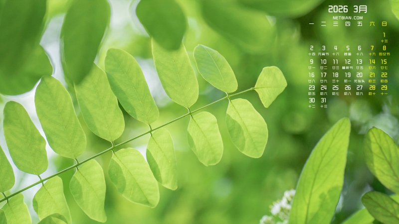 ���커����Ҷ�羰2026��3�µ�������������ֽ����ȫ��