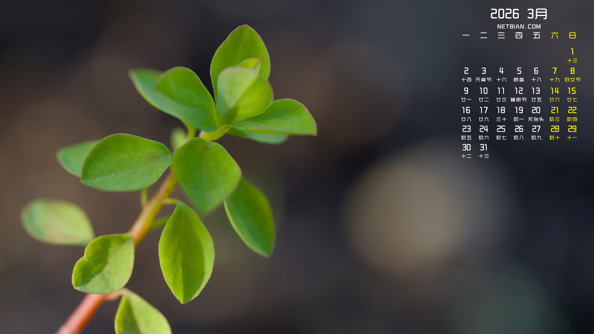 ����֦Ҷ2026��3���������������ֽ����