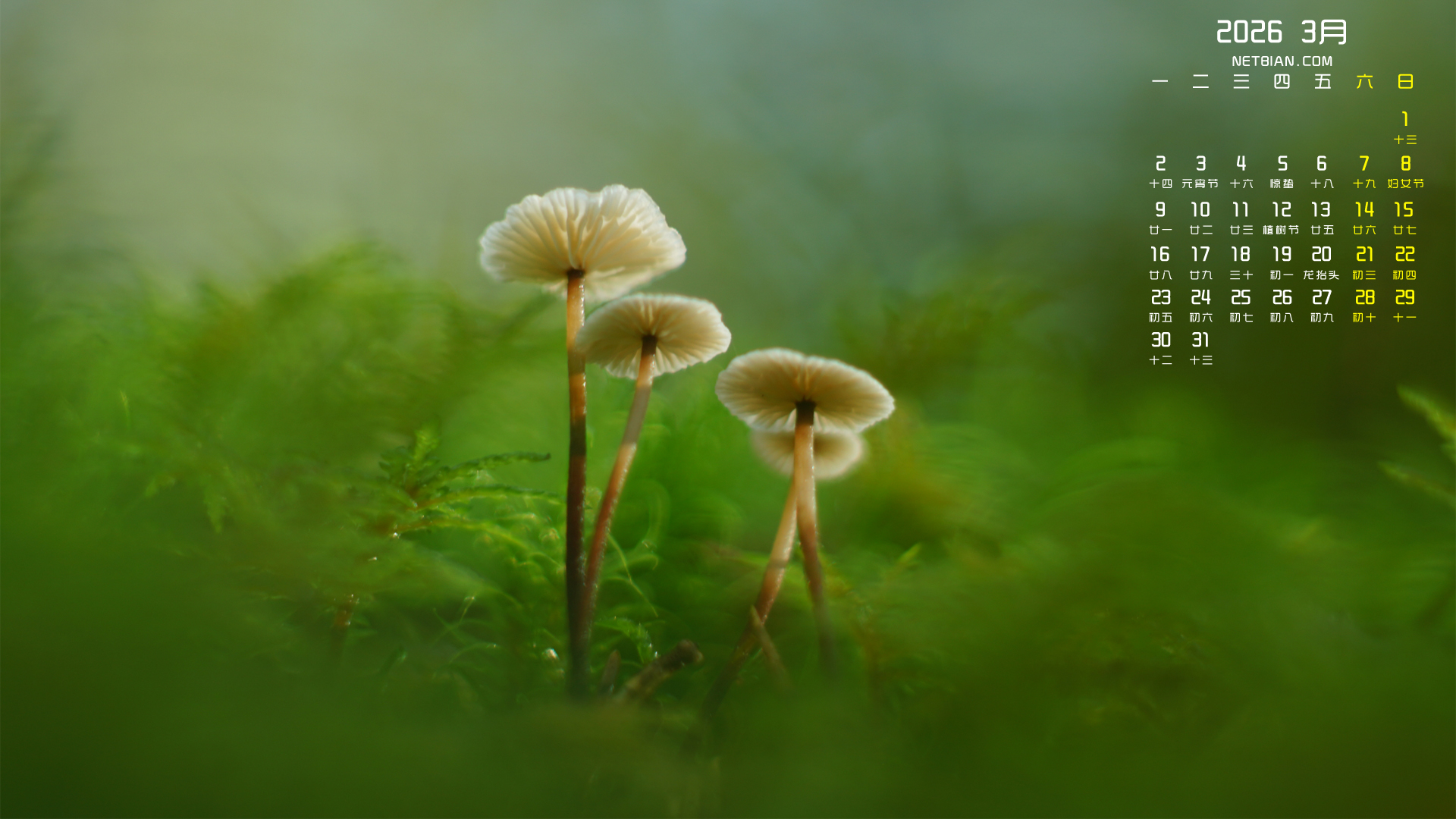 Ģ��̦޺2026��3������������ֽ���廤��