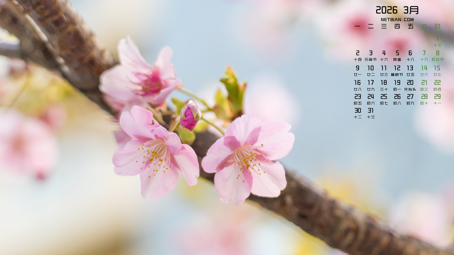 ����ӣ��2026��3�·ݸ������������ֽ