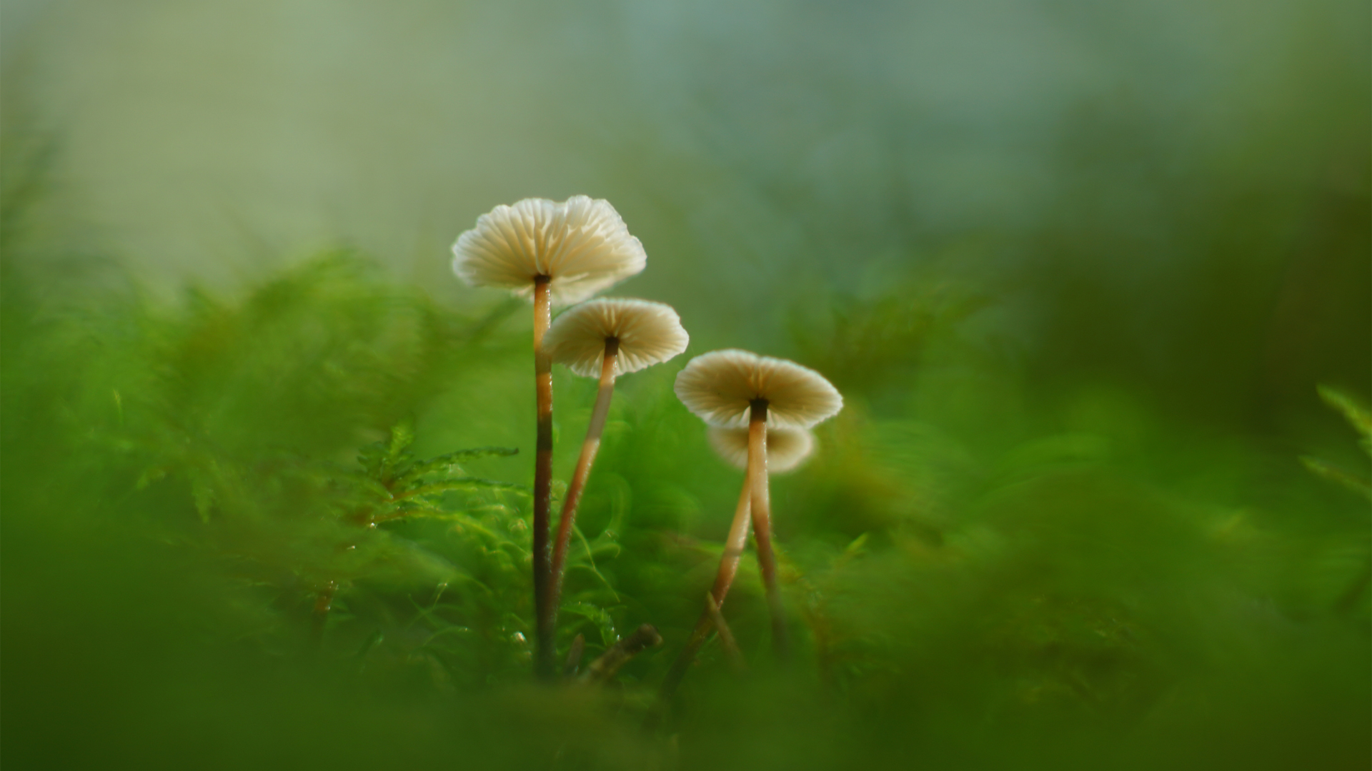 Ģ��̦޺��ɫ���������ֽ