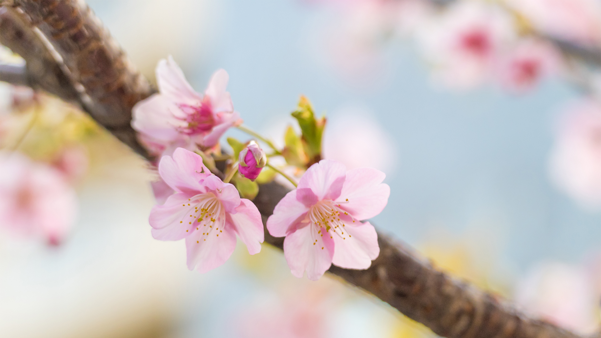 �����ɫӣ��������Ա�ֽ