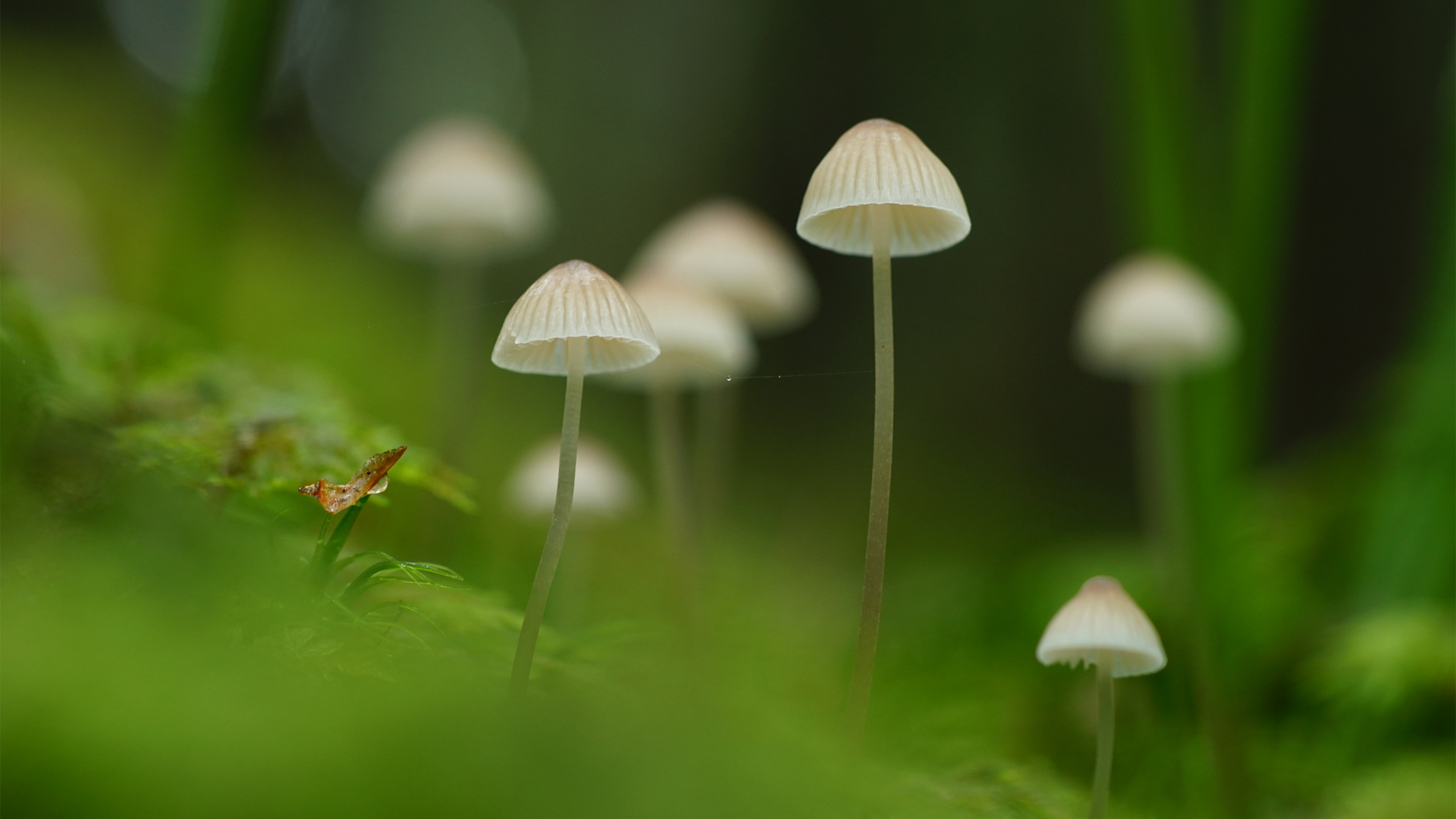 Ģ�� ̦޺ �̲� ��Ȼ��ɫ���۸�����Ա�ֽ