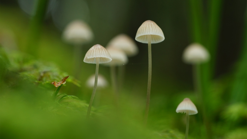 Ģ�� ̦޺ �̲� ��Ȼ��ɫ���۸�����Ա�ֽ