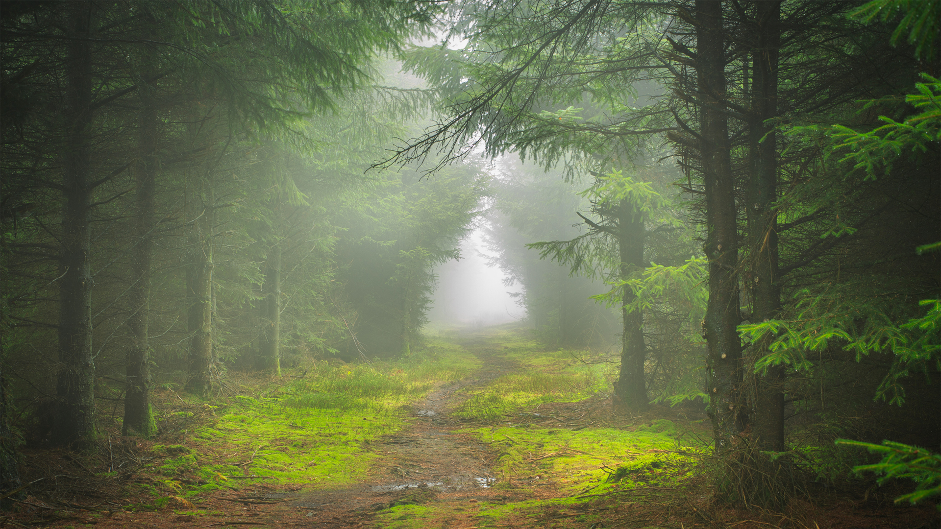 ��Ҷ�� �ݵ� ̦޺ С�� ��Ȼ�羰���������ֽ