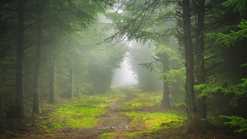 ��Ҷ�� �ݵ� ̦޺ С�� ��Ȼ�羰���������ֽ