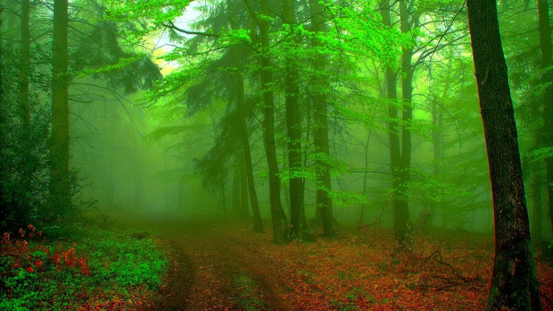 绿色森林，林木，公路，叶子，护眼自然风景桌面壁纸