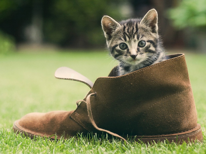 小猫，鞋子，有吸引力的脸，草，果岭，可爱动物壁纸