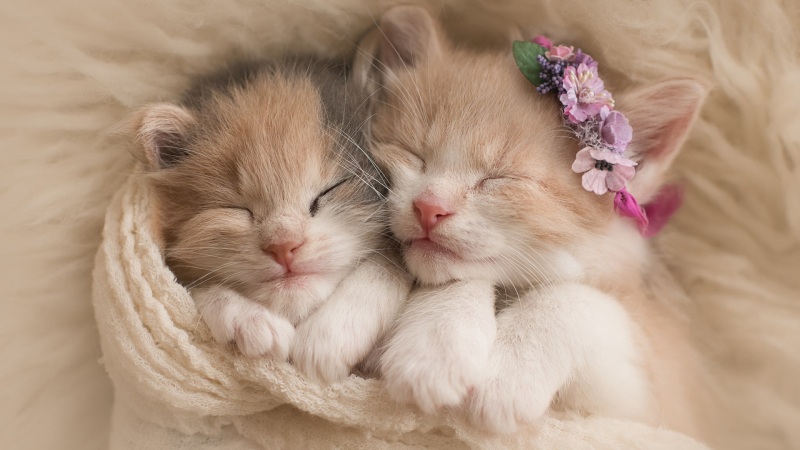 两只睡在一起的小猫,花圈,围巾,lol电竞下注