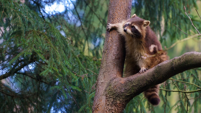 树上的一只浣熊lol电竞下注