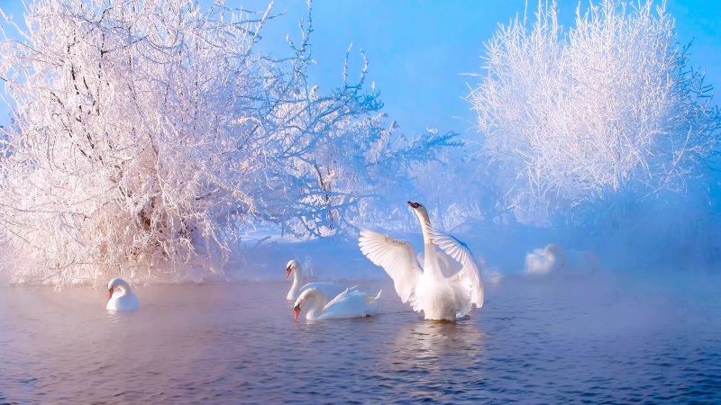 天鹅,冬天的雪,河流,湖,唯美壁纸