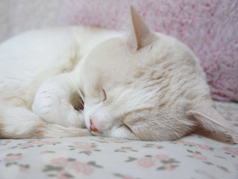睡觉的猫咪壁纸