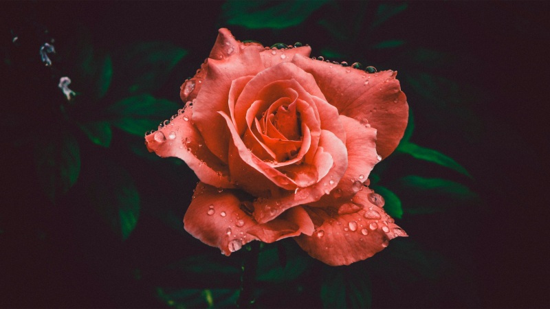 红玫瑰2k壁纸